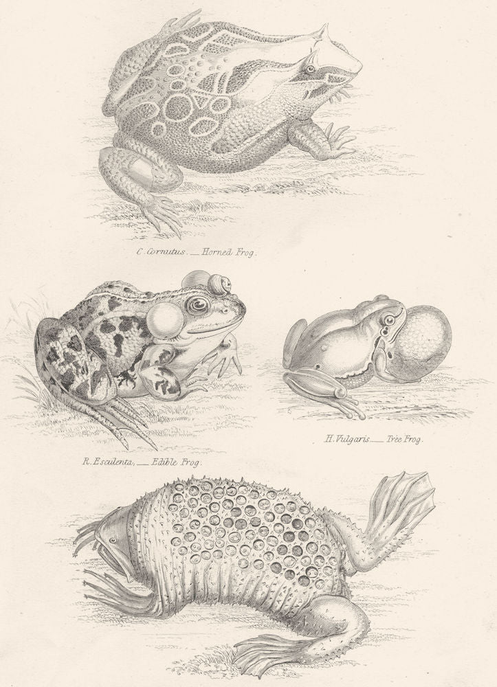 FROGS.Cornutus-Horned Frog.Esculenta-Edible.Vulgaris-Tree;Surinam Pipa 1880